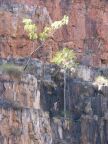 Trees on Cliff.JPG (78 KB)